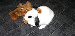 041031-KaninKanin 004.jpg